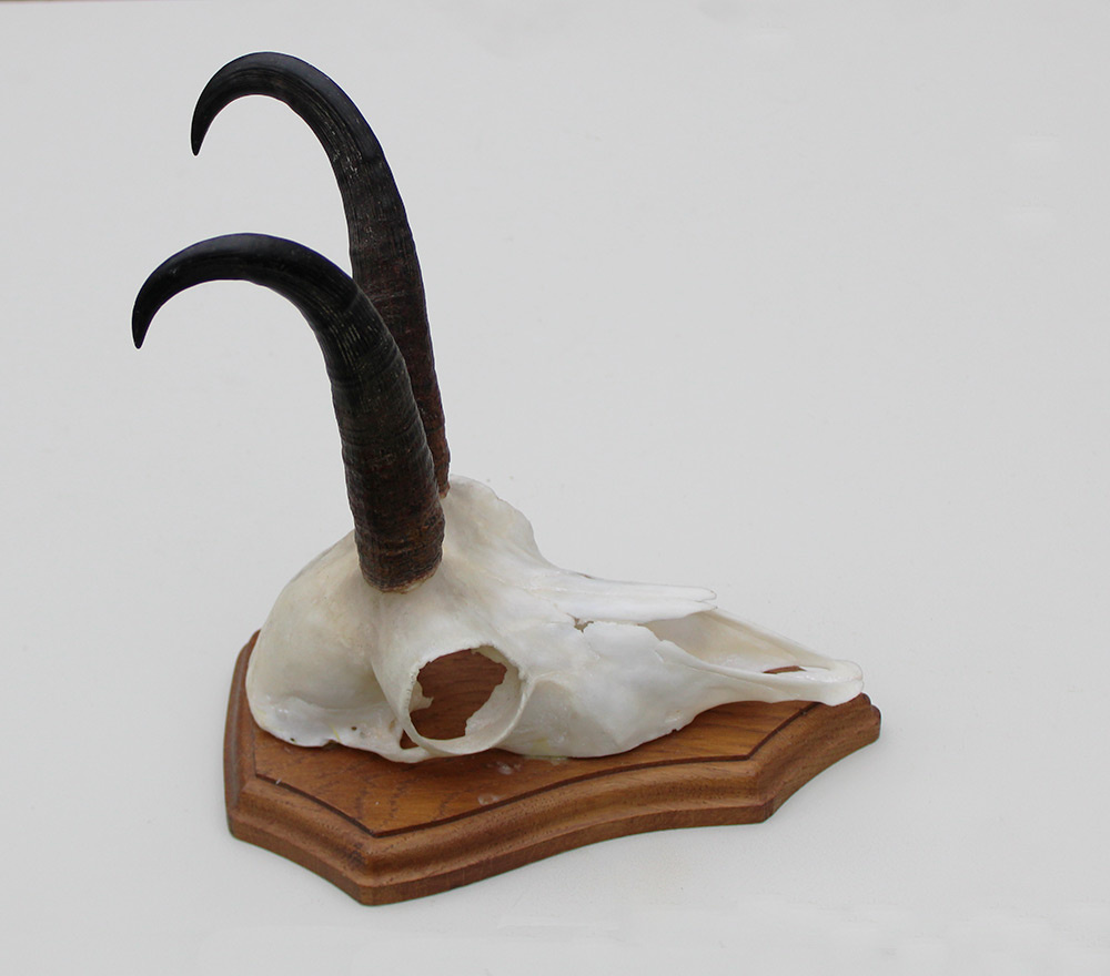 GEMS hoorns / gewei op houten schild