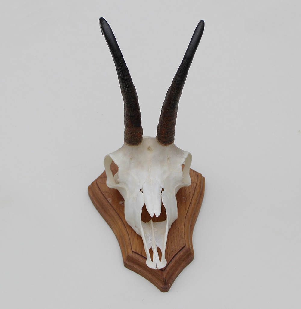 GEMS hoorns / gewei op houten schild