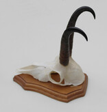 GEMS hoorns / gewei op houten schild