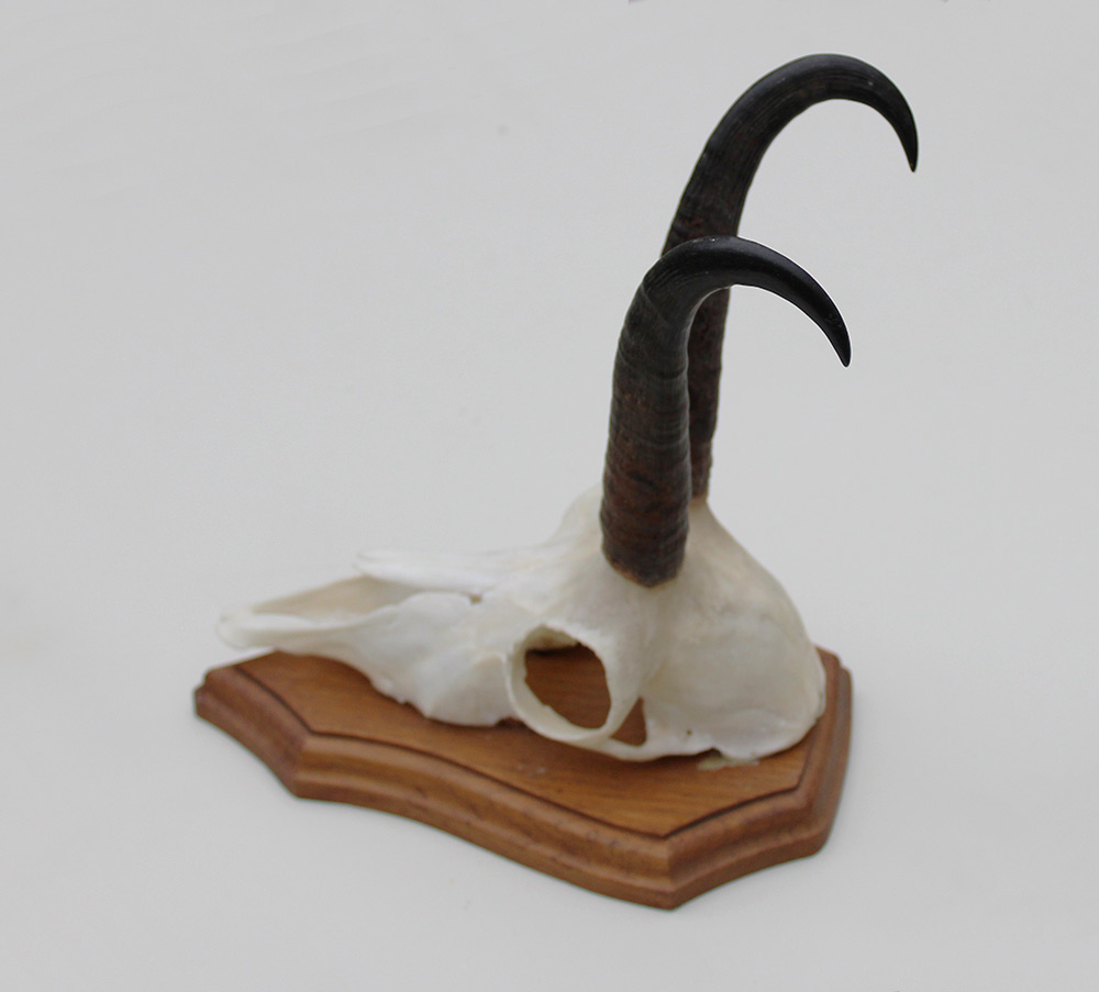 GEMS hoorns / gewei op houten schild