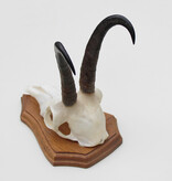 GEMS hoorns / gewei op houten schild