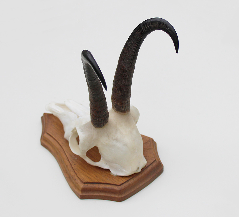 GEMS hoorns / gewei op houten schild