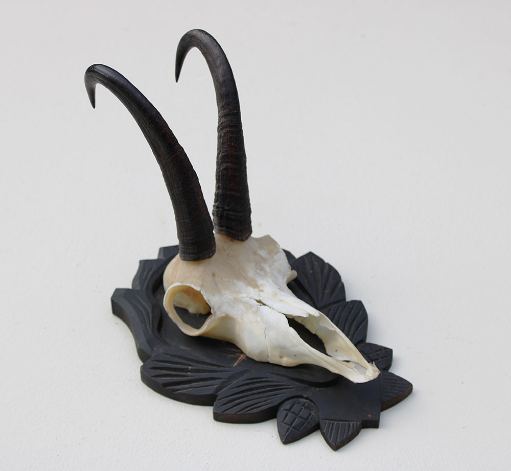 GEMS hoorns / gewei op fraai bewerkt schild