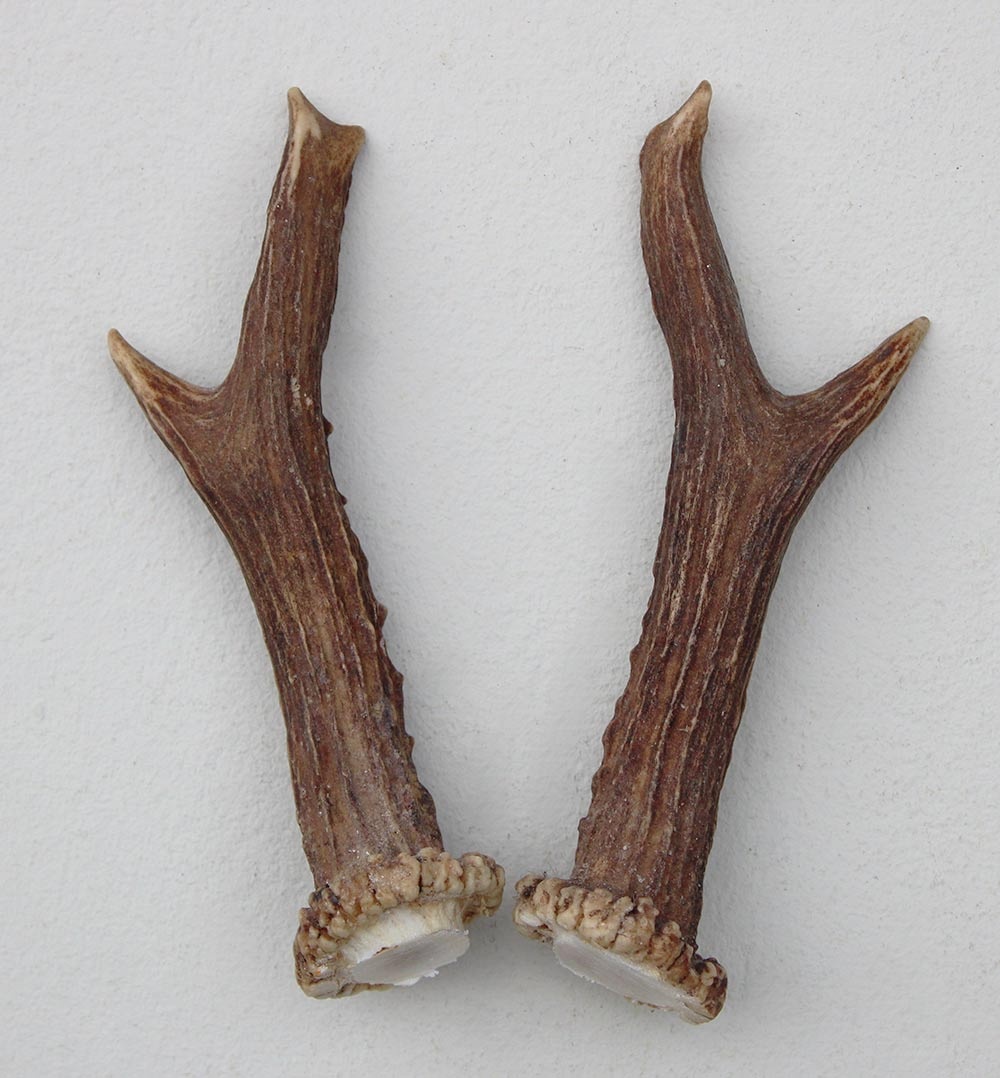 REE GEWEI PAAR 14 cm