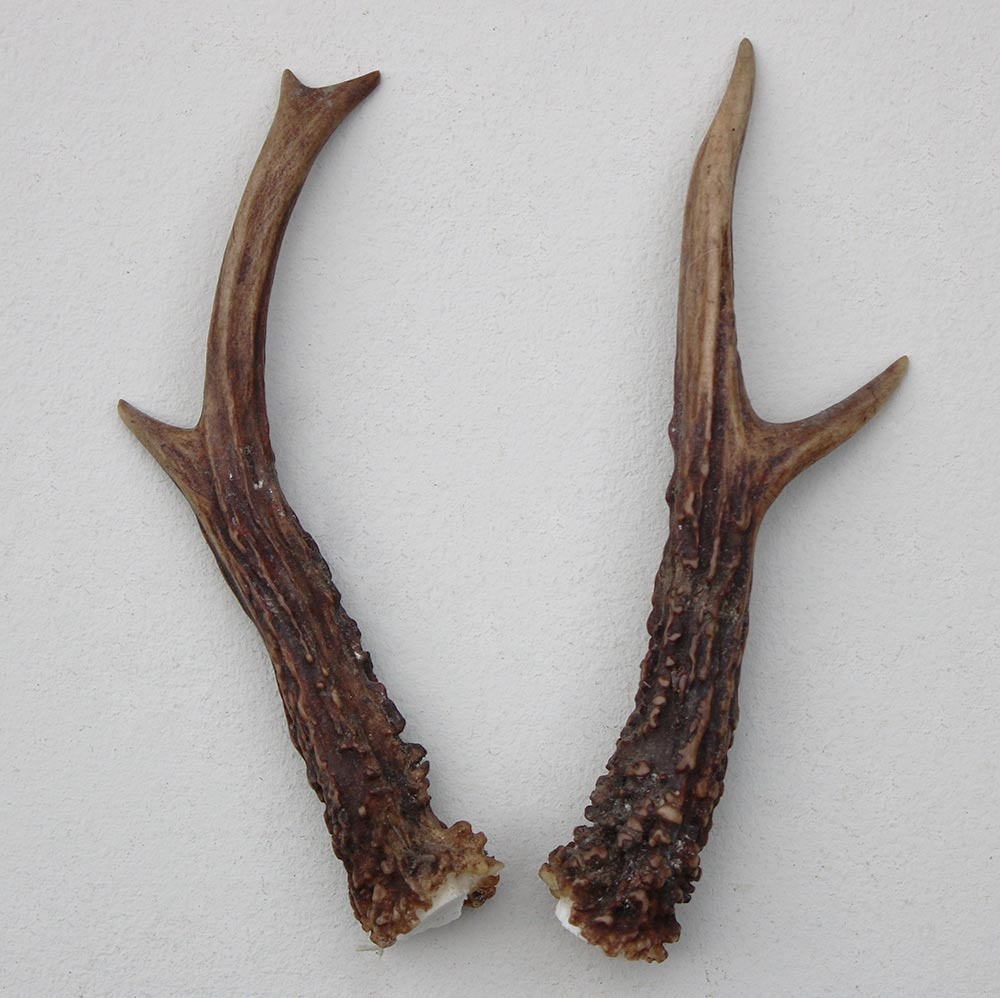 REE GEWEI PAAR 19 cm