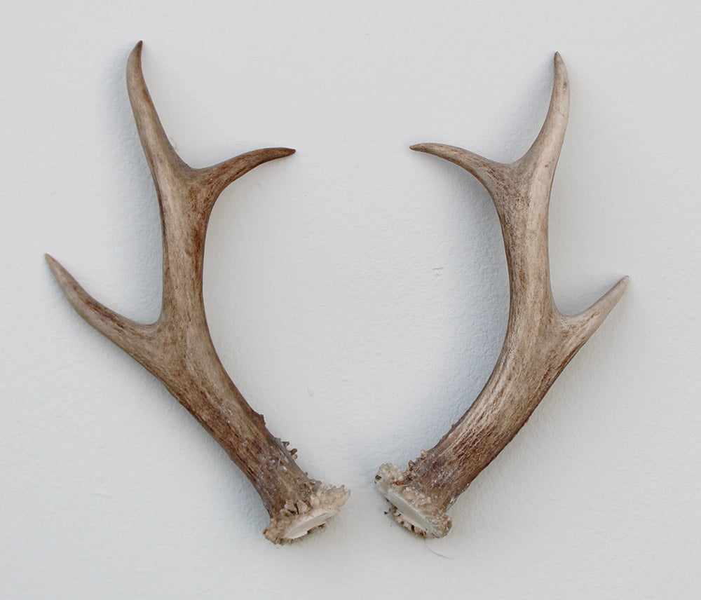 REE GEWEI PAAR 19 cm