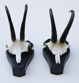 2 x  GEMS hoorns / gewei op  zwart eiken schild