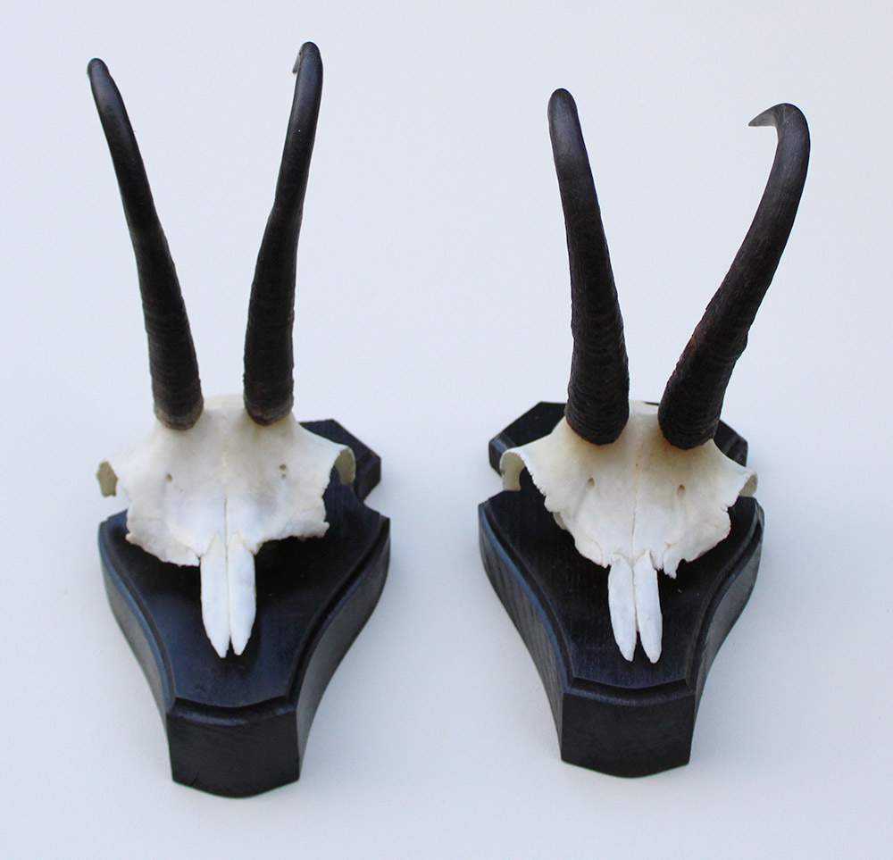 2 x  GEMS hoorns / gewei op  zwart eiken schild