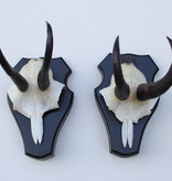 2 x  GEMS hoorns / gewei op  zwart eiken schild