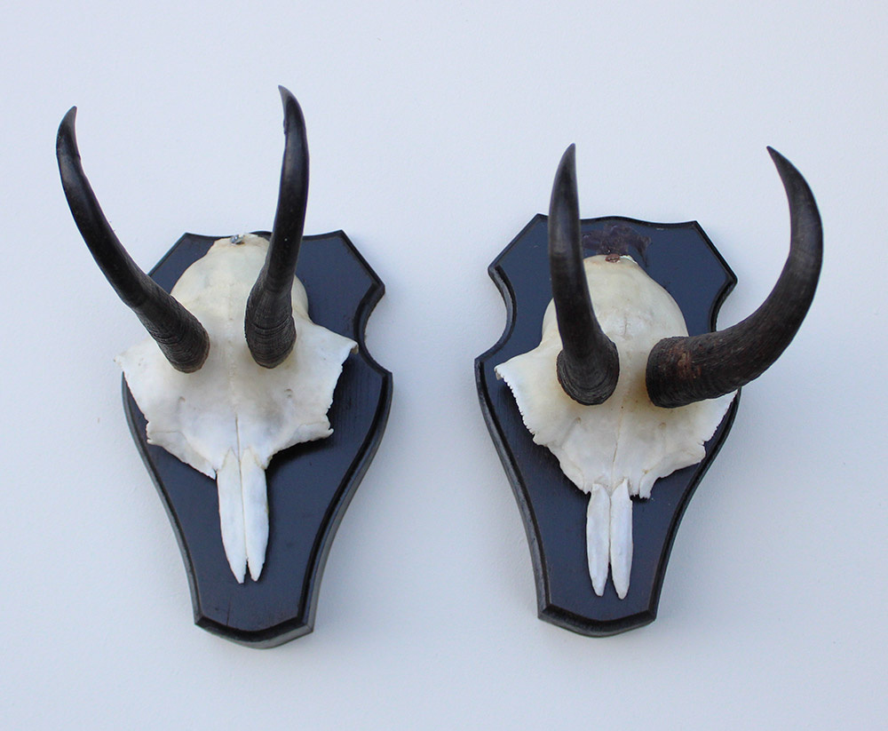 2 x  GEMS hoorns / gewei op  zwart eiken schild