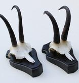 2 x  GEMS hoorns / gewei op  zwart eiken schild