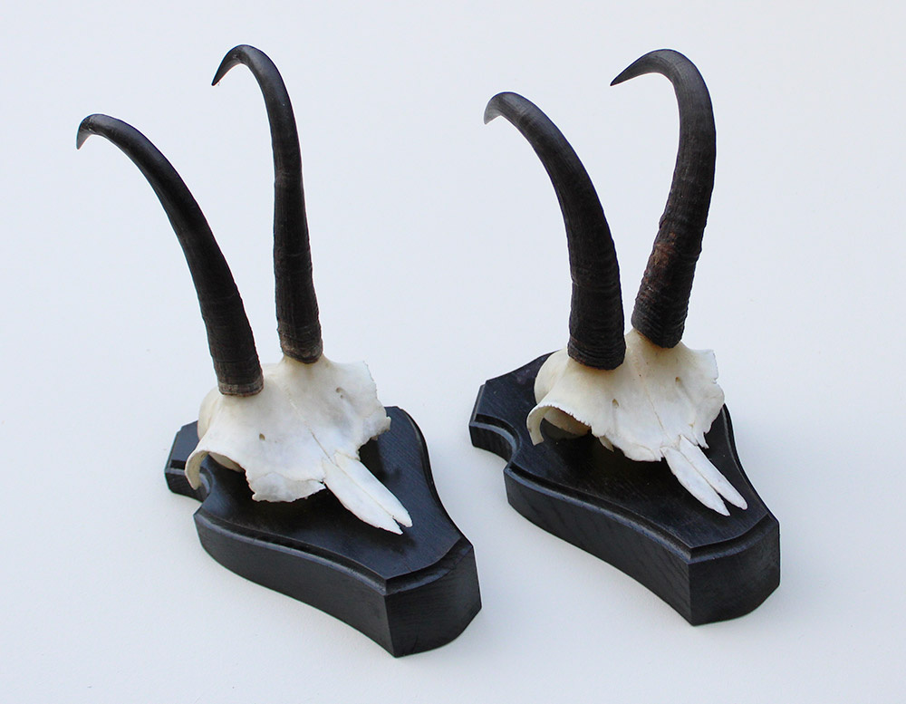 2 x  GEMS hoorns / gewei op  zwart eiken schild