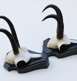 2 x  GEMS hoorns / gewei op  zwart eiken schild