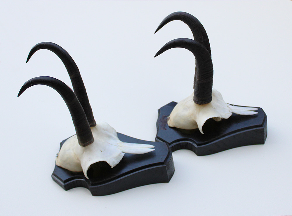 2 x  GEMS hoorns / gewei op  zwart eiken schild