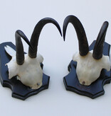 2 x  GEMS hoorns / gewei op  zwart eiken schild