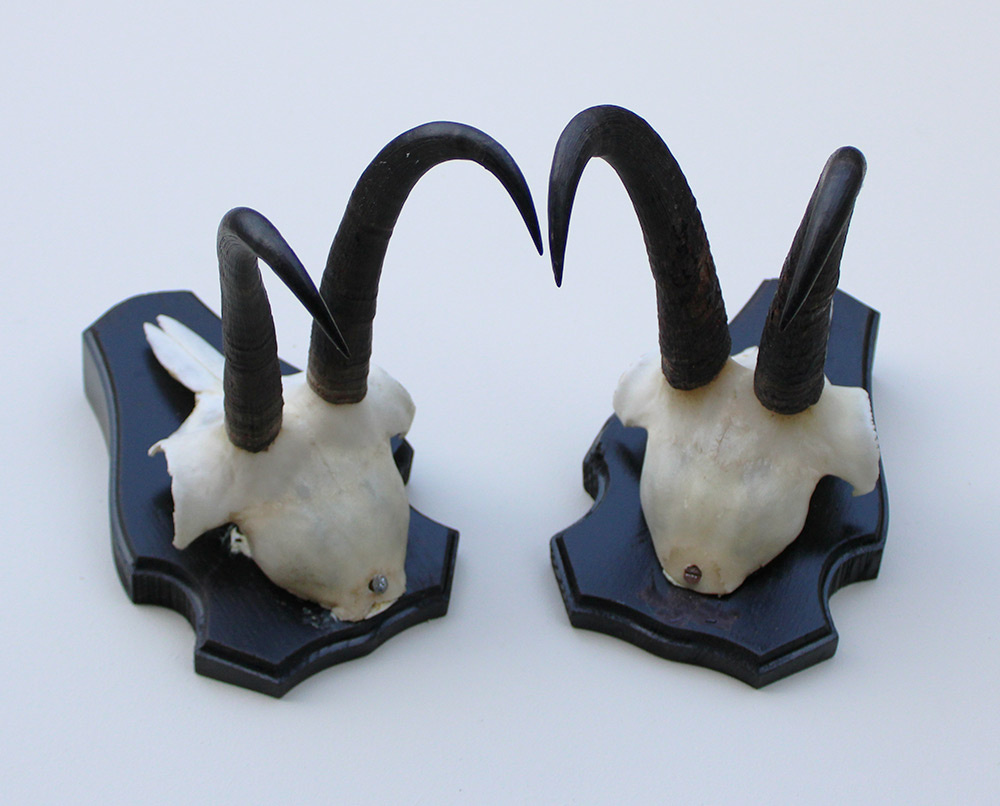 2 x  GEMS hoorns / gewei op  zwart eiken schild