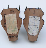 2 x  GEMS hoorns / gewei op  zwart eiken schild