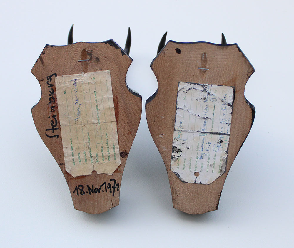 2 x  GEMS hoorns / gewei op  zwart eiken schild