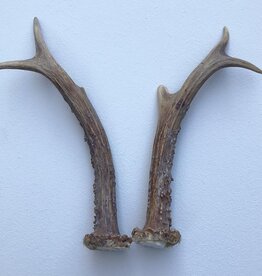 REE GEWEI PAAR 17-19 cm - ref. J