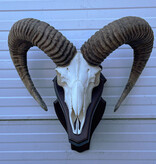 Schedel Hongaarse MOEFLON RAM op dubbel houten schild