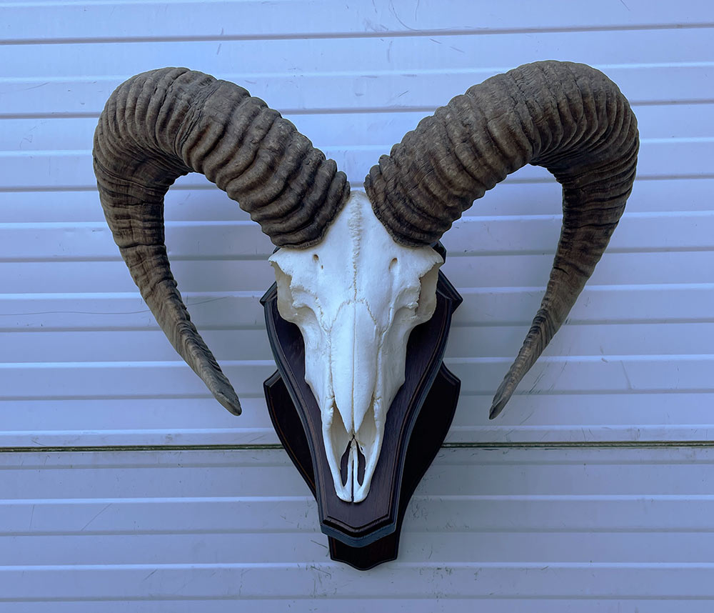 Schedel Hongaarse MOEFLON RAM op dubbel houten schild