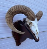 Schedel Hongaarse MOEFLON RAM op dubbel houten schild