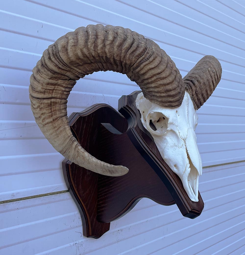 Schedel Hongaarse MOEFLON RAM op dubbel houten schild