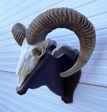 Schedel Hongaarse MOEFLON RAM op dubbel houten schild