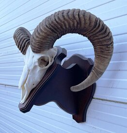 Schedel Hongaarse MOEFLON RAM - ref. BE