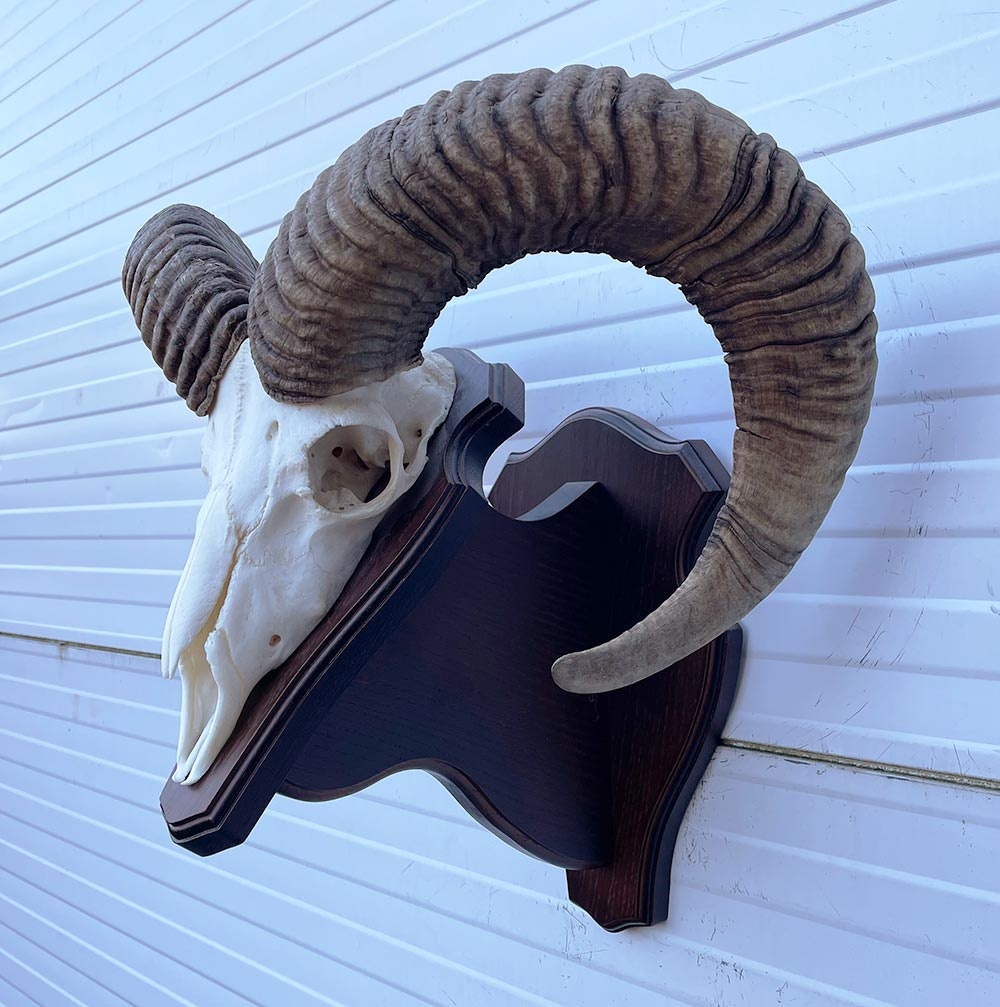 Schedel Hongaarse MOEFLON RAM op dubbel houten schild