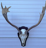 Groot  DAMHERT GEWEI op houten schild