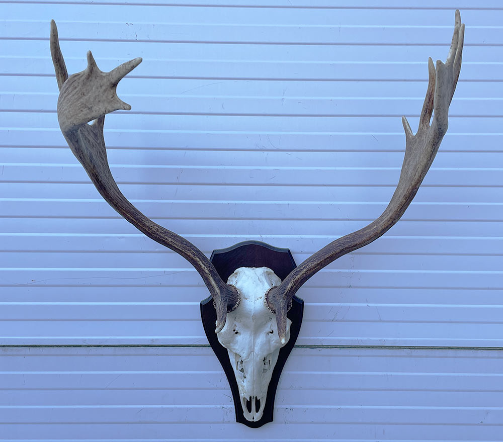 Groot  DAMHERT GEWEI op houten schild