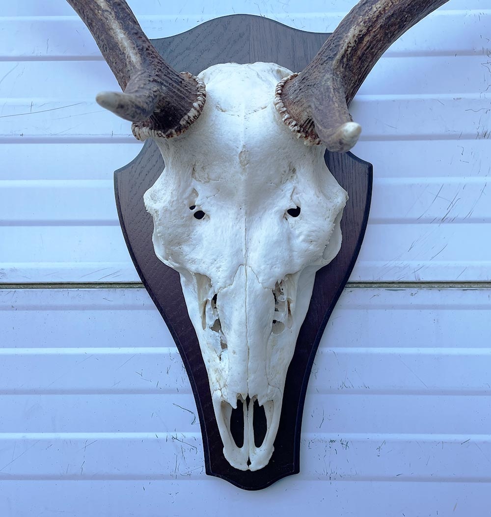 Groot  DAMHERT GEWEI op houten schild