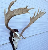 Groot  DAMHERT GEWEI op houten schild