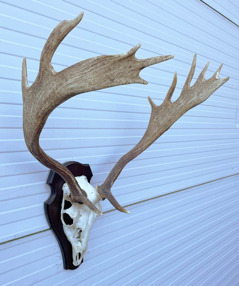 Groot  DAMHERT GEWEI op houten schild