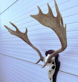 Groot  DAMHERT GEWEI op houten schild