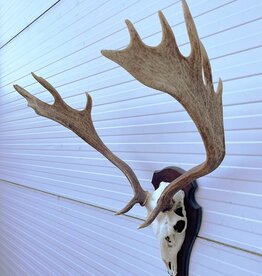 Groot DAMHERT GEWEI op houten schild - Ref. BE