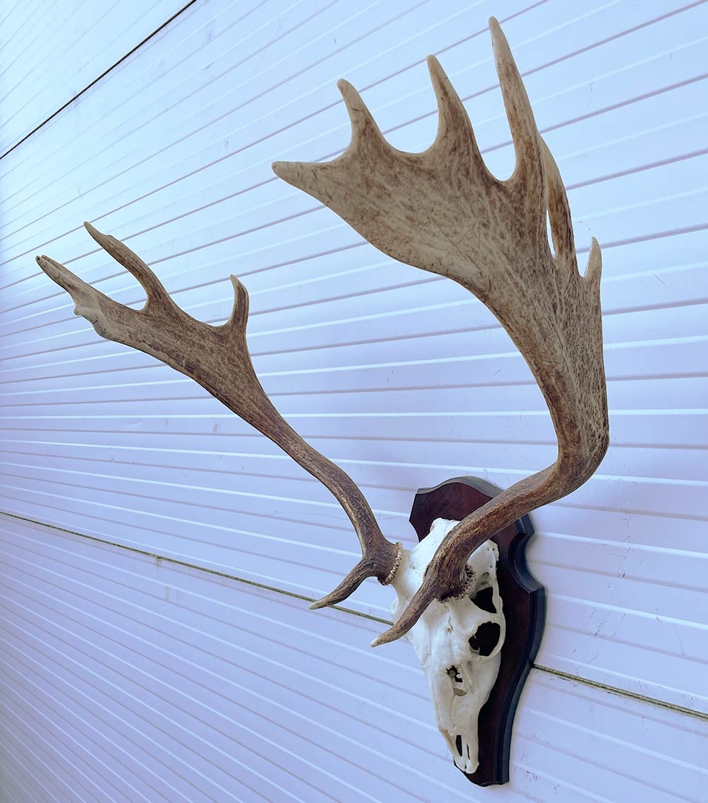 Groot  DAMHERT GEWEI op houten schild