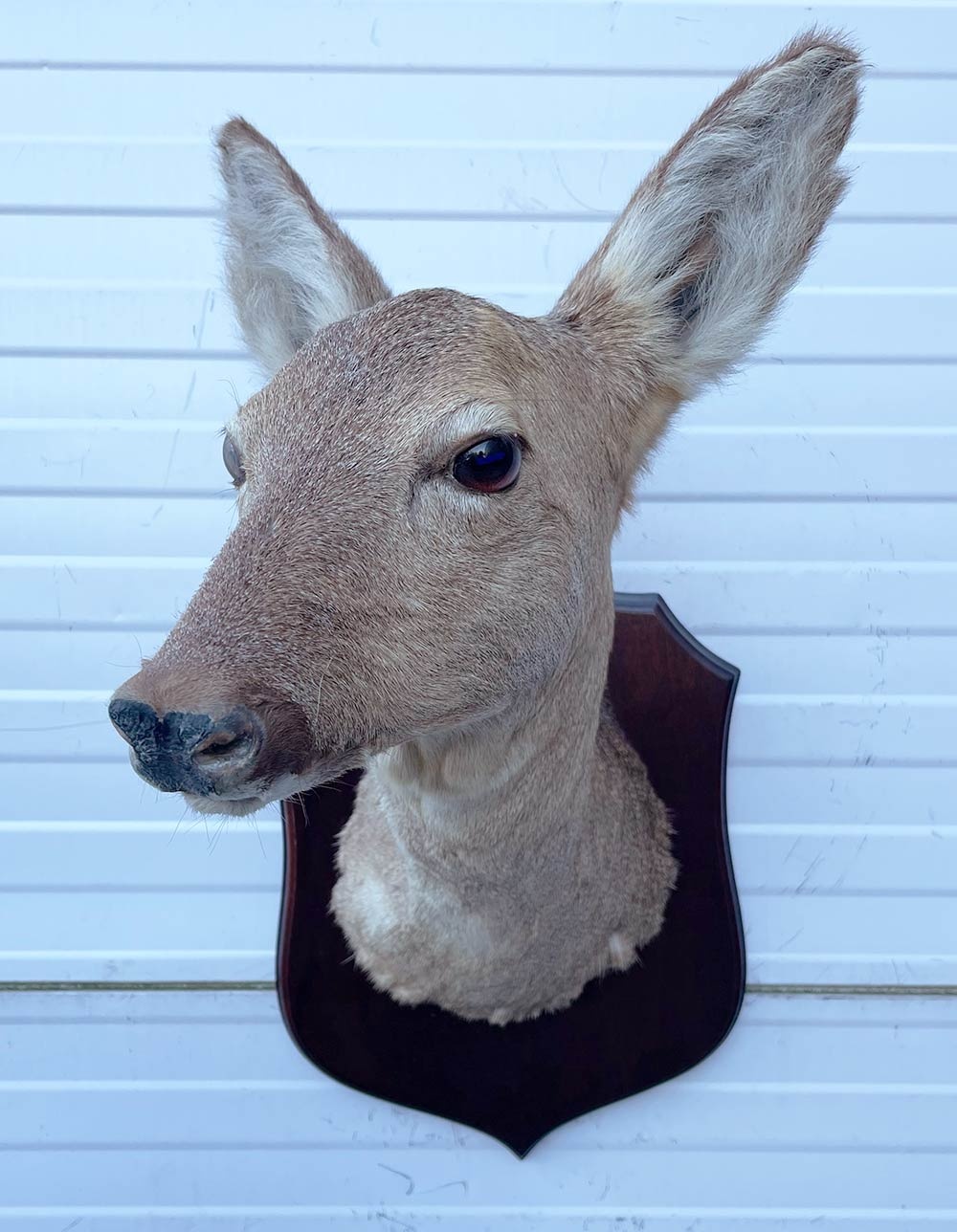 Opgezette KOP REE GEIT op houten schild