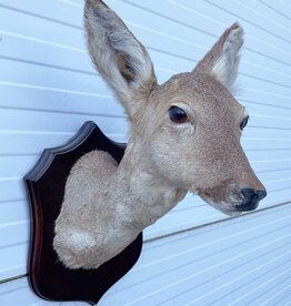 Opgezette KOP REE GEIT op houten schild