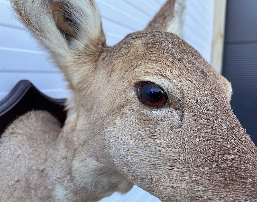 Opgezette KOP REE GEIT op houten schild