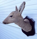 Opgezette KOP REE GEIT op houten schild