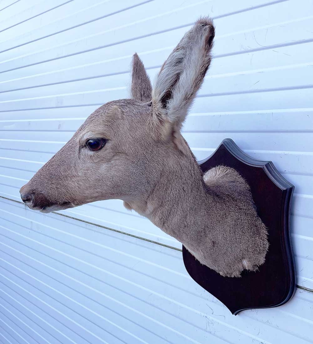 Opgezette KOP REE GEIT op houten schild