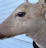 Opgezette KOP REE GEIT op houten schild