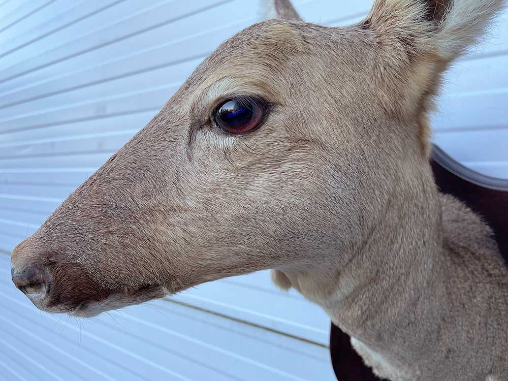Opgezette KOP REE GEIT op houten schild
