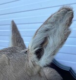 Opgezette KOP REE GEIT op houten schild