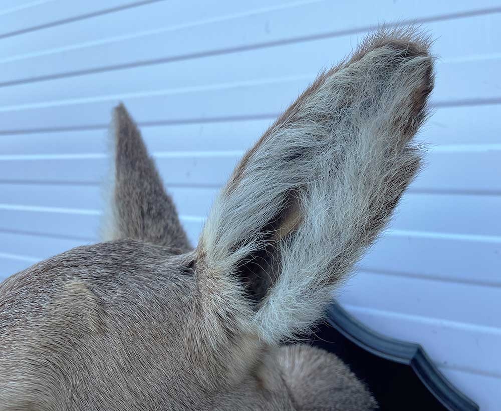 Opgezette KOP REE GEIT op houten schild