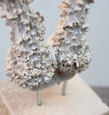 Groot zesender REE GEWEI op houten sokkel