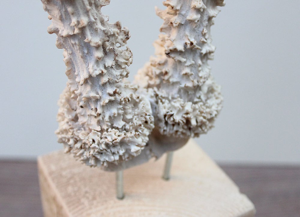 Groot zesender REE GEWEI op houten sokkel