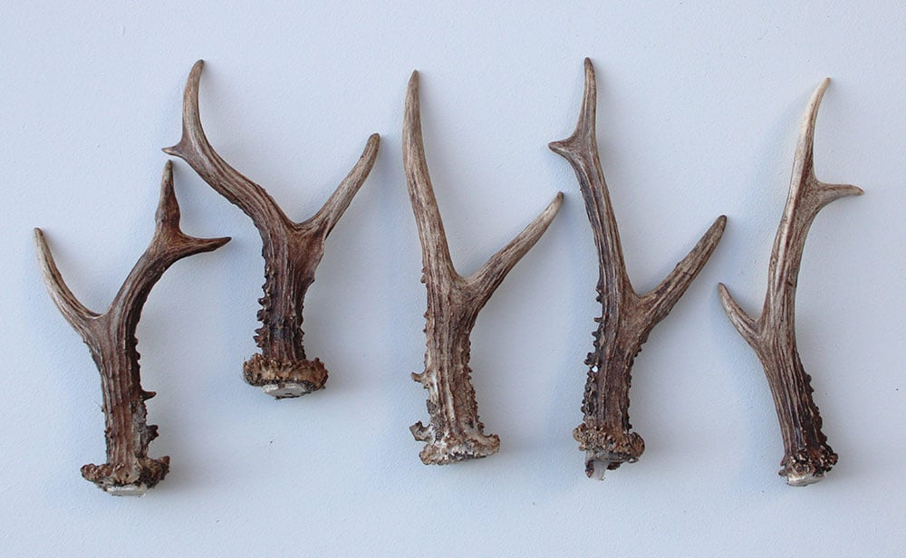 5 stangetjes REE GEWEI 18-22 cm